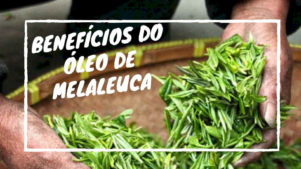 Benefícios do Óleo de Melaleuca - Tea Tree Oil