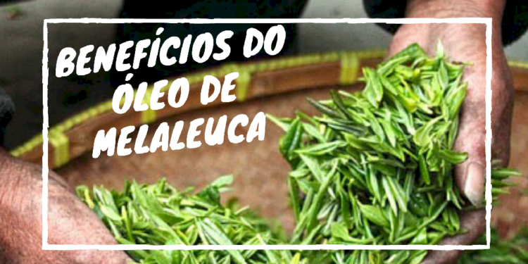 Benefícios do Óleo de Melaleuca - Tea Tree Oil