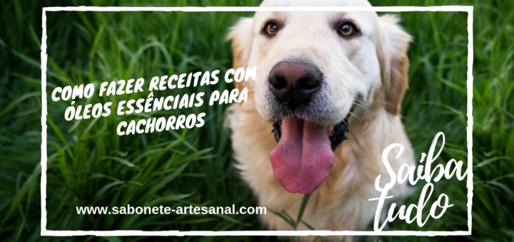 Como Fazer Receitas com Óleos Essências para Cachorros