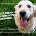 Como Fazer Receitas com Óleos Essências para Cachorros