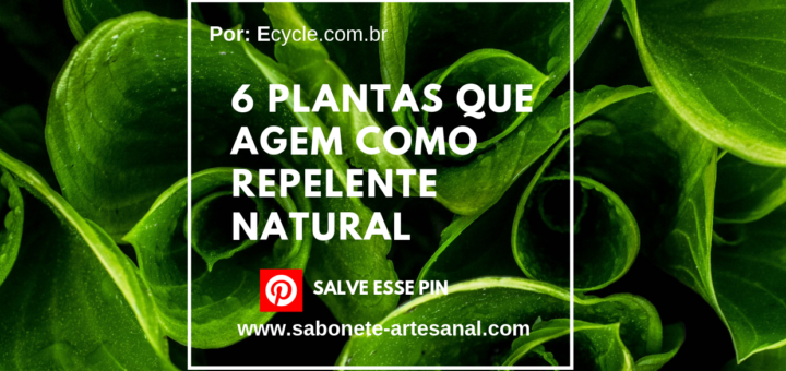 6 Plantas que Agem Como Repelente Natural