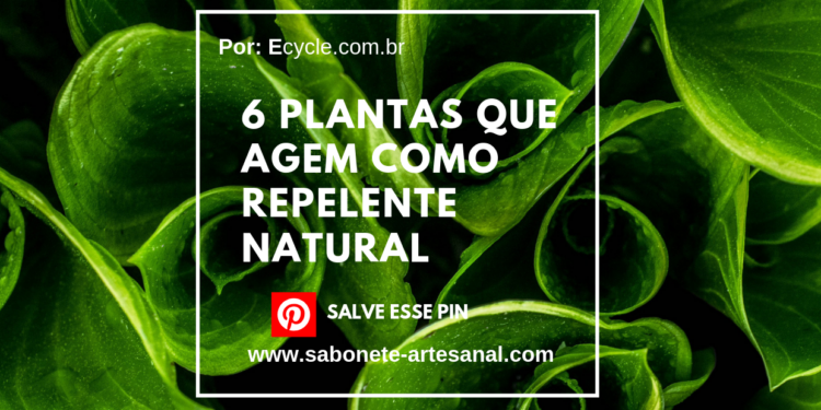 6 Plantas que Agem Como Repelente Natural