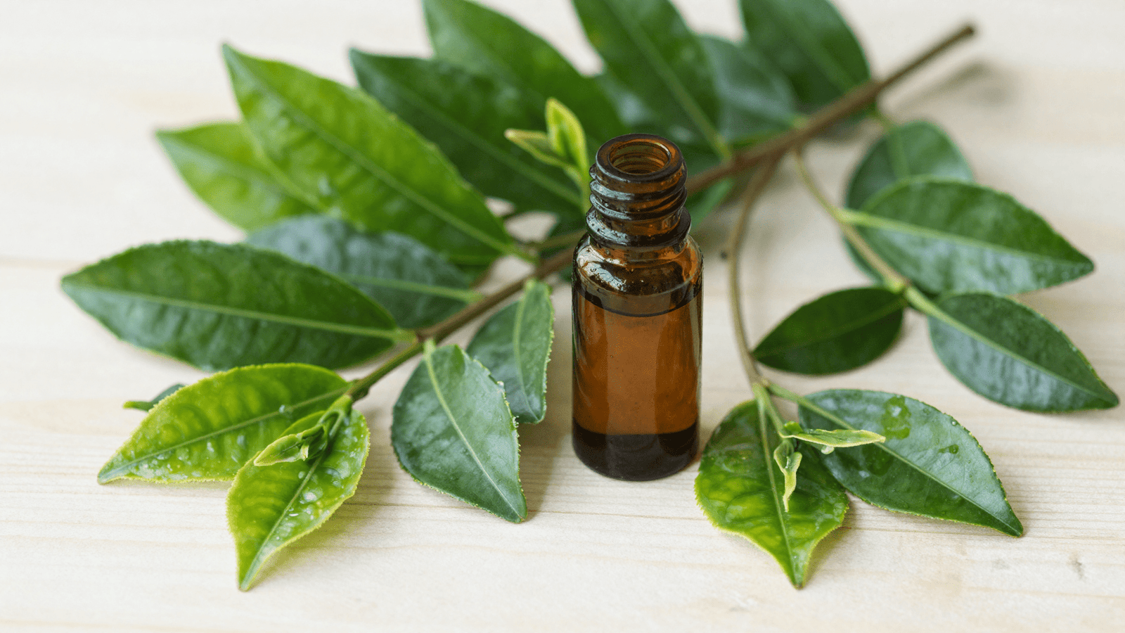 Folhas verdes de melaleuca (tea tree) ao lado de um frasco ambar de oleo essencial