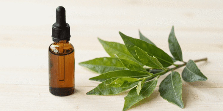 Oleo essencial de melaleuca (tea tree) num frasco ambar com ramos verdes de melaleuca ao lado