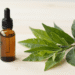 Oleo essencial de melaleuca (tea tree) num frasco ambar com ramos verdes de melaleuca ao lado