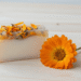 Sabonete vegetal de calendula em duas camadas com petalas suspensas e flores de calendula